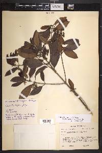 Rondeletia stipularis image