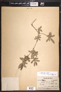 Rondeletia combsii image