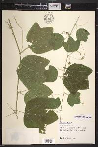 Passiflora lutea image