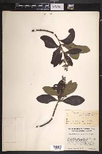 Suberanthus brachycarpus image