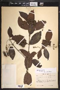 Rondeletia hirta image
