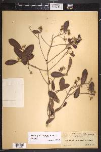 Rondeletia inermis image