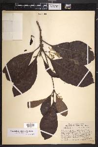 Rondeletia portoricensis image