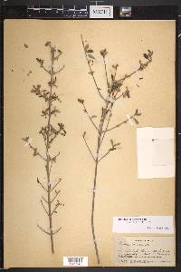 Rondeletia fuertesii image