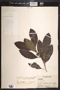 Rondeletia portlandensis image