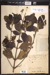 Rondeletia carnea image