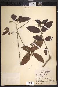 Rondeletia hirta image