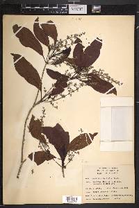 Rondeletia laurifolia image