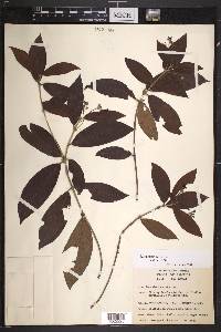 Rondeletia hirta image