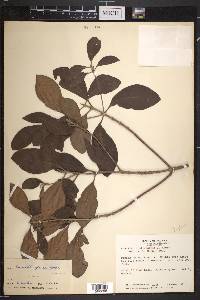 Rondeletia glauca image