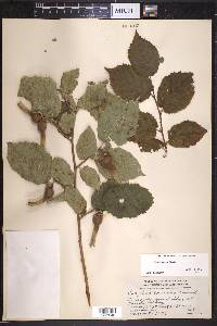 Corylus cornuta image