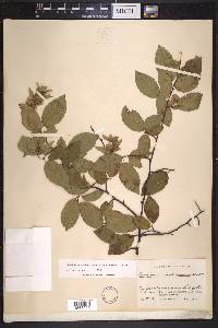 Carpinus caroliniana subsp. virginiana image