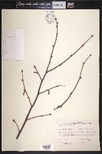 Corylus cornuta image