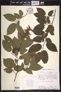 Carpinus caroliniana subsp. virginiana image