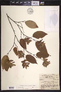 Carpinus caroliniana subsp. virginiana image