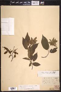 Carpinus caroliniana subsp. virginiana image
