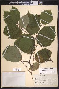 Corylus cornuta image