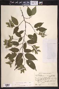 Carpinus caroliniana subsp. virginiana image