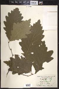 Quercus bicolor image