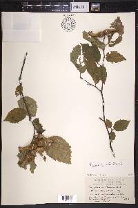 Corylus cornuta image