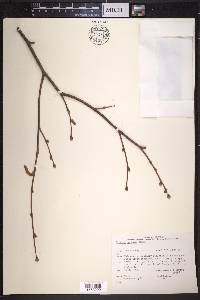 Corylus cornuta image