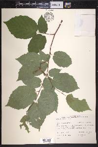 Corylus cornuta image