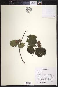 Corylus avellana image