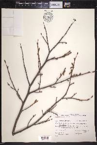 Corylus cornuta image