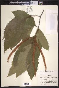 Castanea ozarkensis image