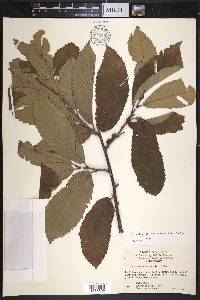 Castanea ozarkensis image