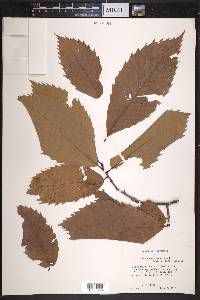 Castanea ozarkensis image