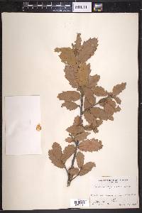 Quercus arizonica image