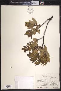 Quercus chrysolepis image