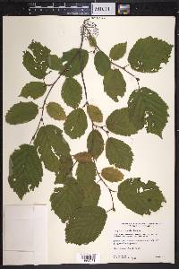 Corylus cornuta image