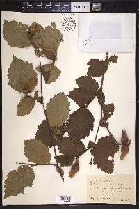 Corylus rostrata image