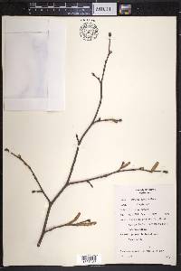 Corylus cornuta image