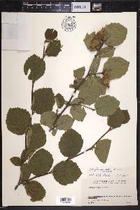 Corylus cornuta image