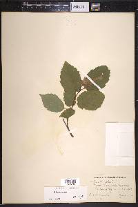 Corylus cornuta image