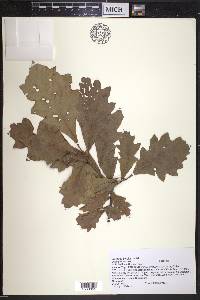Quercus bicolor image