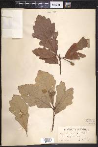 Quercus bicolor image