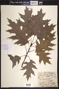 Quercus borealis image