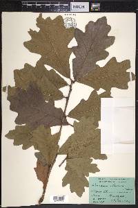 Quercus bicolor image