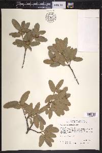 Quercus arizonica image