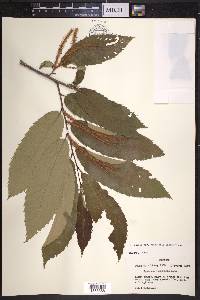 Castanea ozarkensis image