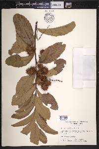 Castanea alnifolia image