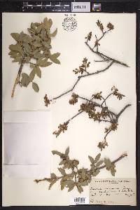 Quercus arizonica image