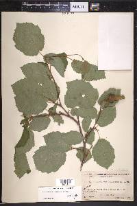 Corylus rostrata image