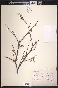 Corylus cornuta image