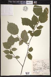Corylus cornuta image