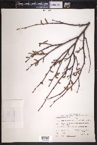 Corylus cornuta image